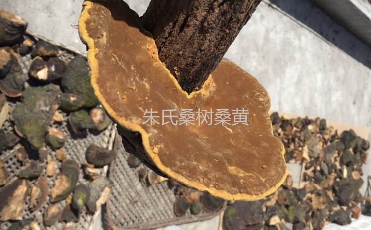 桑黃圖片 桑黃圖片