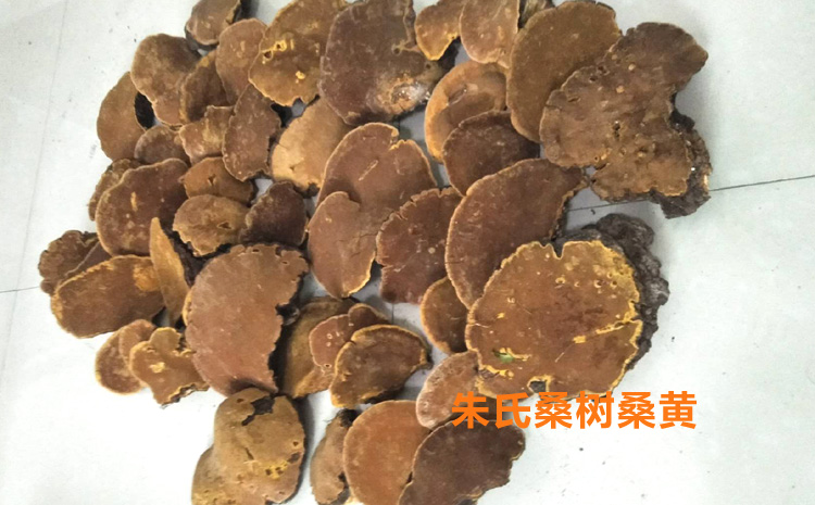 野生桑黃圖片 野生桑黃圖片