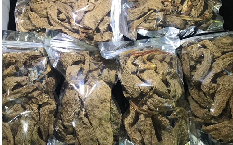 野生天麻圖片 野生天麻圖片