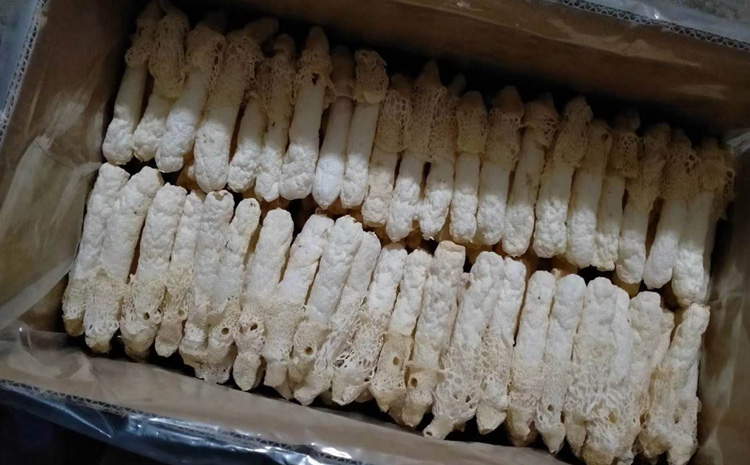 貴州織金紅拖竹蓀圖片