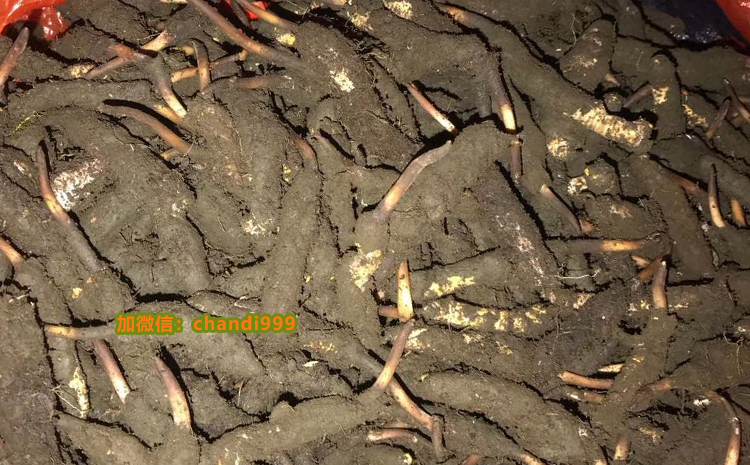 新鮮冬蟲夏草圖片 新鮮冬蟲夏草圖片