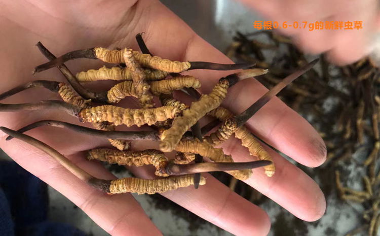 每根0.6克0.7克新鮮蟲草圖片 每根0.6克0.7克新鮮蟲草圖片