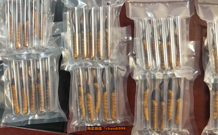 西藏新鮮冬蟲夏草圖片