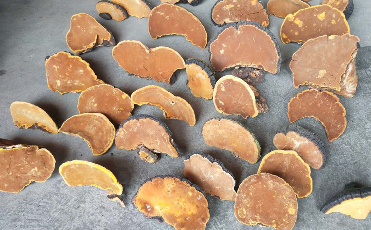 正宗野生桑黃圖片 正宗野生桑黃圖片