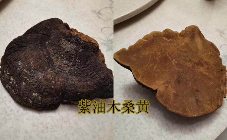 紫油木桑黃圖片 紫油木桑黃圖片