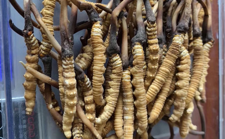 新鮮冬蟲(chóng)夏草圖片