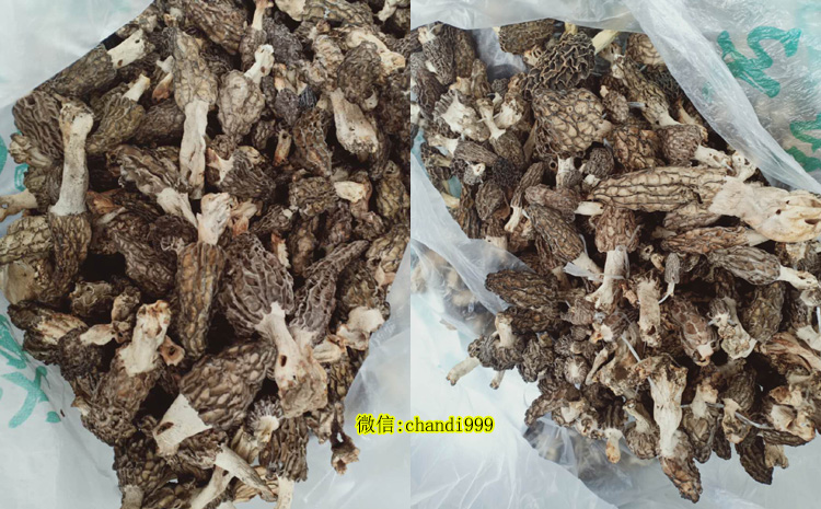 野生羊肚菌圖片