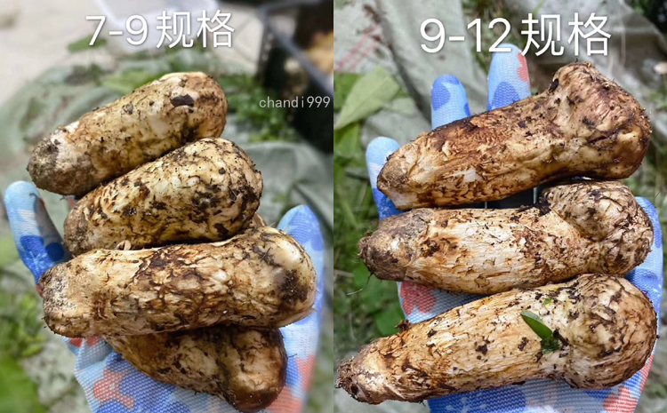 新鮮松茸圖片9cm-12cm