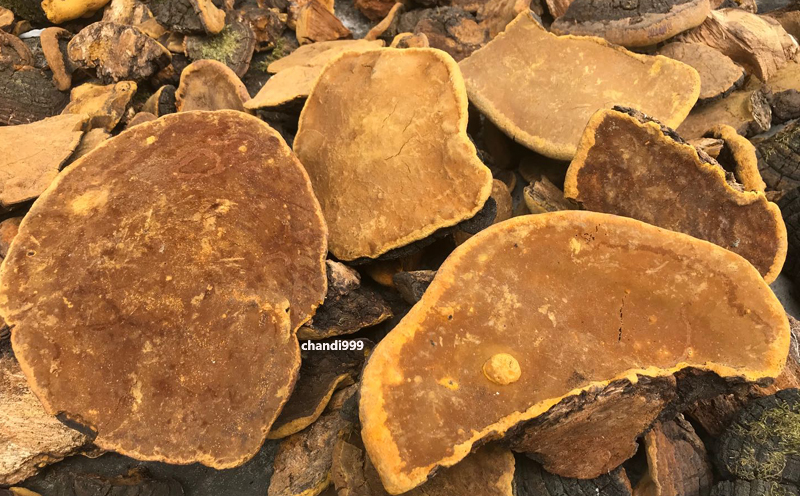 野生桑黃圖片 野生桑黃圖片