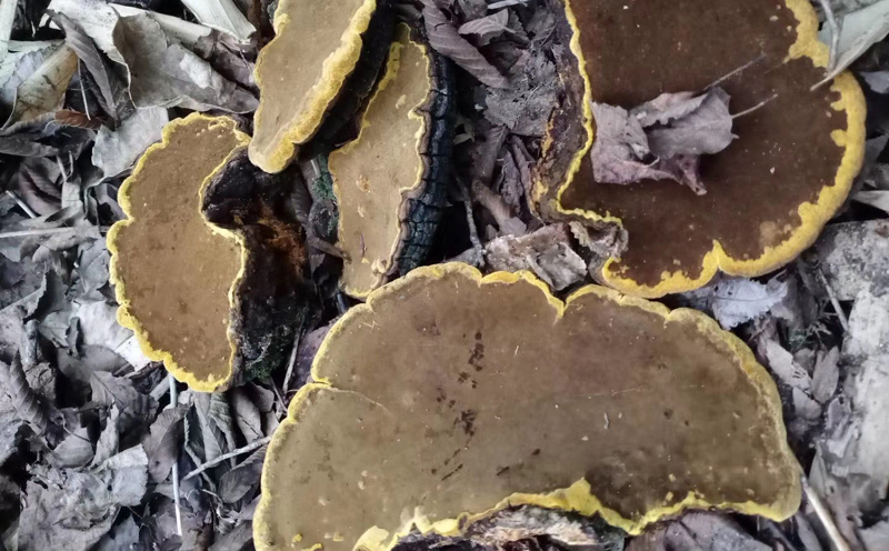 桑黃圖片 桑黃圖片