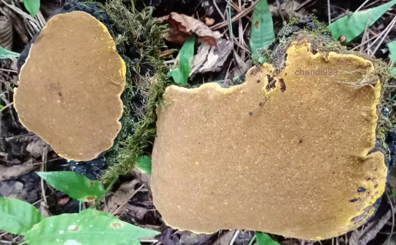 野生桑黃圖片 野生桑黃圖片