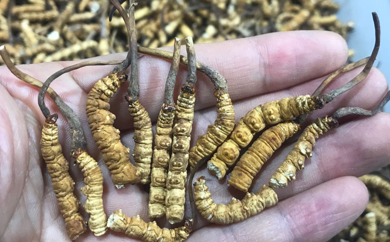 凍干冬蟲夏草斷草圖片