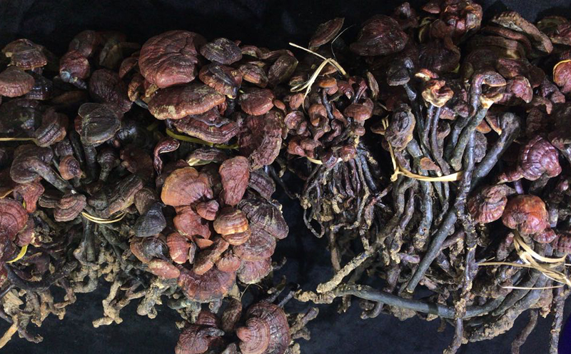 海南靈芝王圖片1 海南靈芝王圖片1