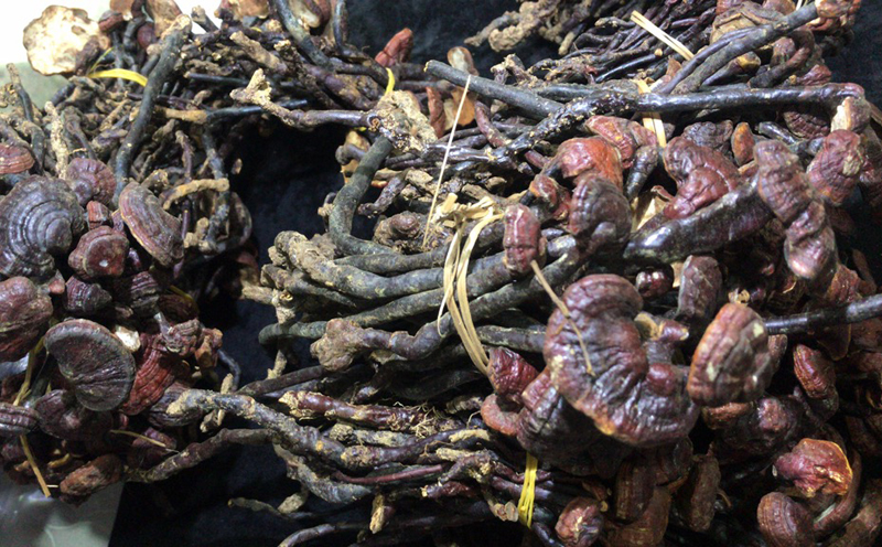 海南靈芝王圖片2 海南靈芝王圖片2