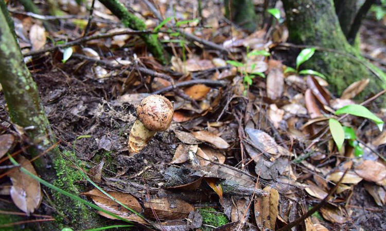 野生新鮮松茸生長環境圖片