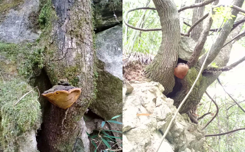 桑黃在桑樹上的圖片