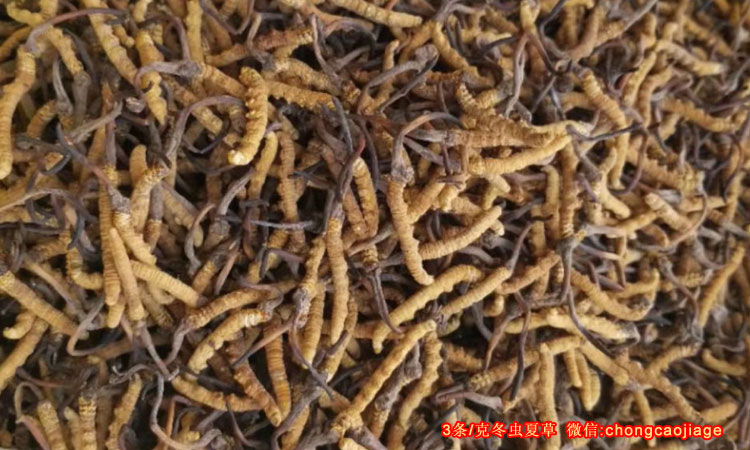 3條1克青海玉樹治多縣冬蟲夏草圖片 3條1克青海玉樹治多縣冬蟲夏草圖片