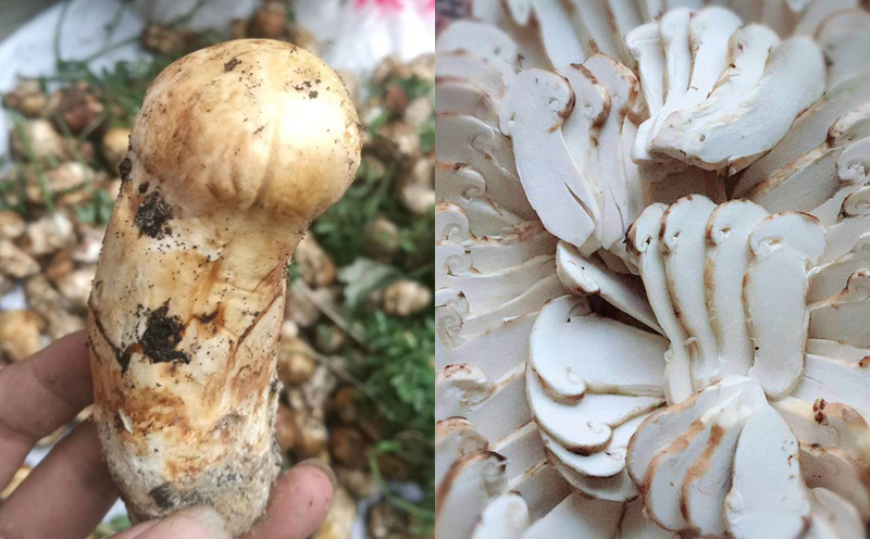 小金松茸細節圖片