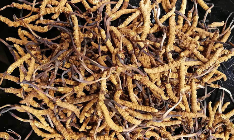 那曲冬蟲夏草圖片