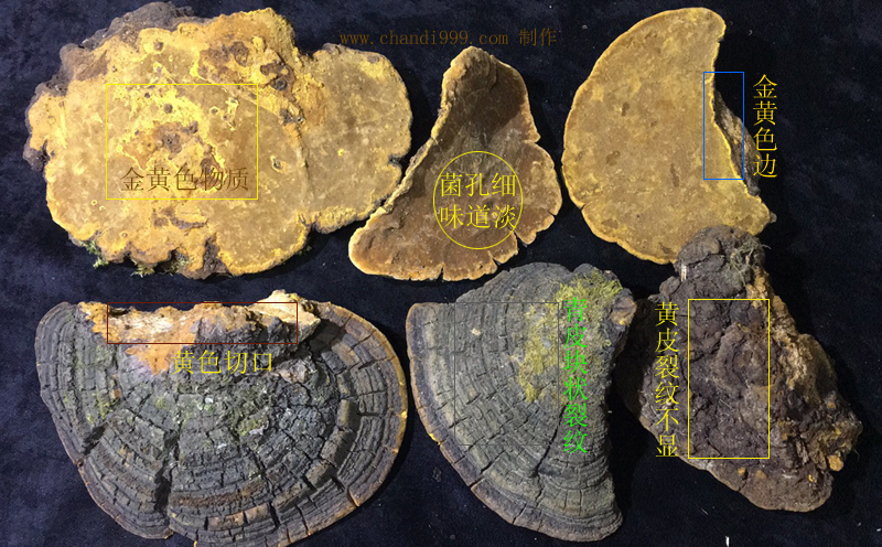 野生桑黃圖片 野生桑黃圖片