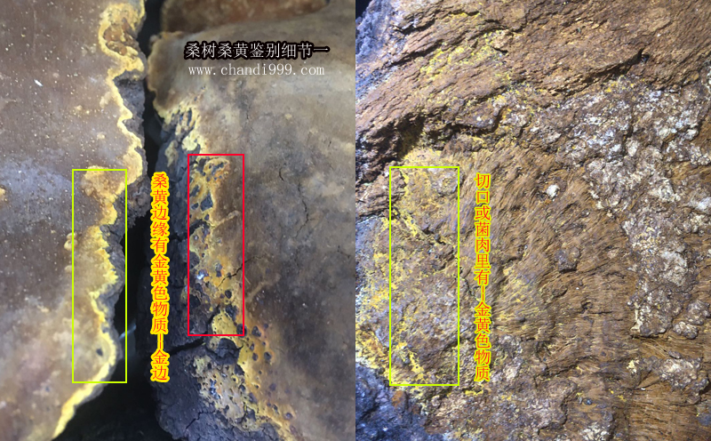 桑樹桑黃細節圖片 桑樹桑黃細節圖片