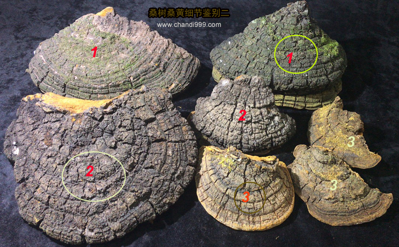 桑樹桑黃圖片 桑樹桑黃圖片