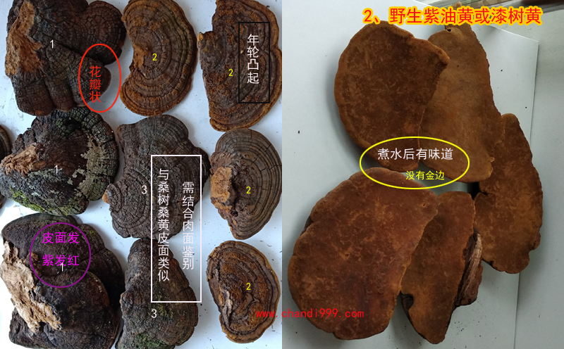 紫油桑黃圖片 紫油桑黃圖片