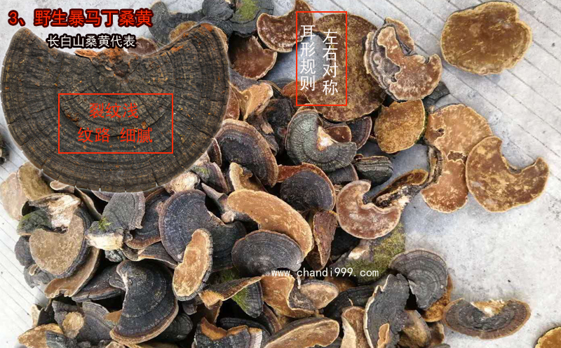 暴馬丁桑黃 暴馬丁桑黃