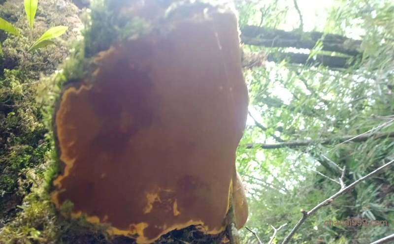 桑黃生長在桑樹上的圖片