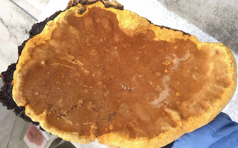 野生桑樹桑黃圖片1 野生桑樹桑黃圖片1