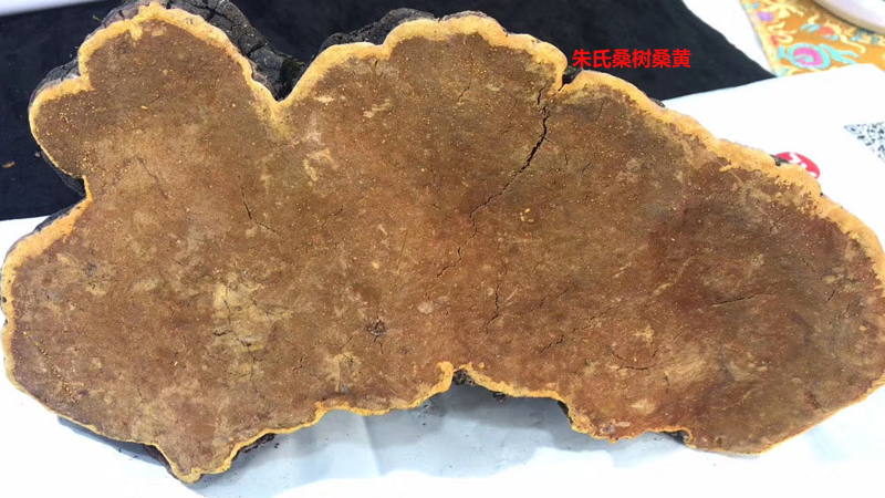 野生桑樹桑黃圖片2 野生桑樹桑黃圖片2