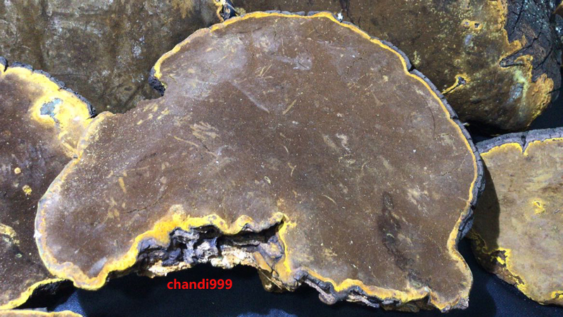 野生桑樹桑黃圖片3 野生桑樹桑黃圖片3