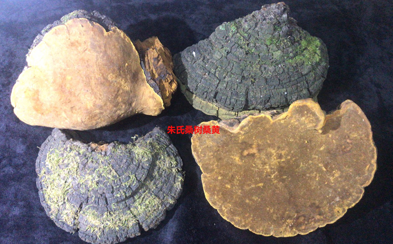 野生桑樹桑黃圖片4 野生桑樹桑黃圖片4