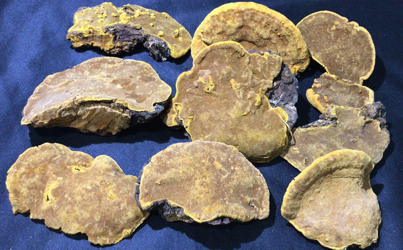 野生桑樹桑黃圖片5 野生桑樹桑黃圖片5