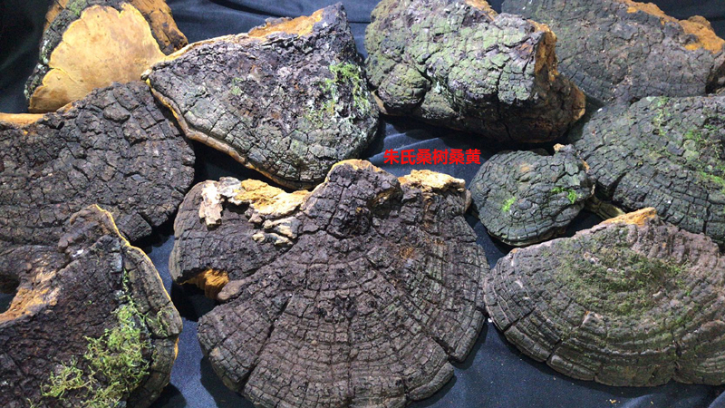 野生桑樹桑黃圖片6 野生桑樹桑黃圖片6