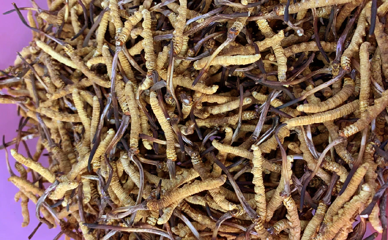 那曲冬蟲夏草圖片 那曲冬蟲夏草圖片