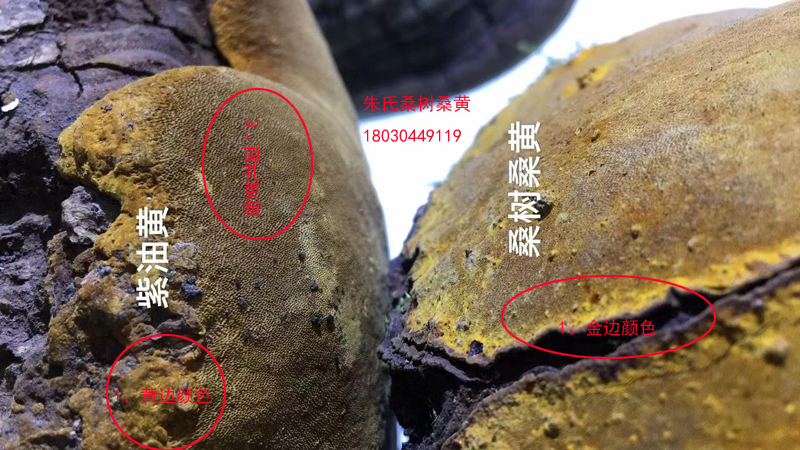 桑樹(shù)桑黃和紫油桑黃真假鑒別