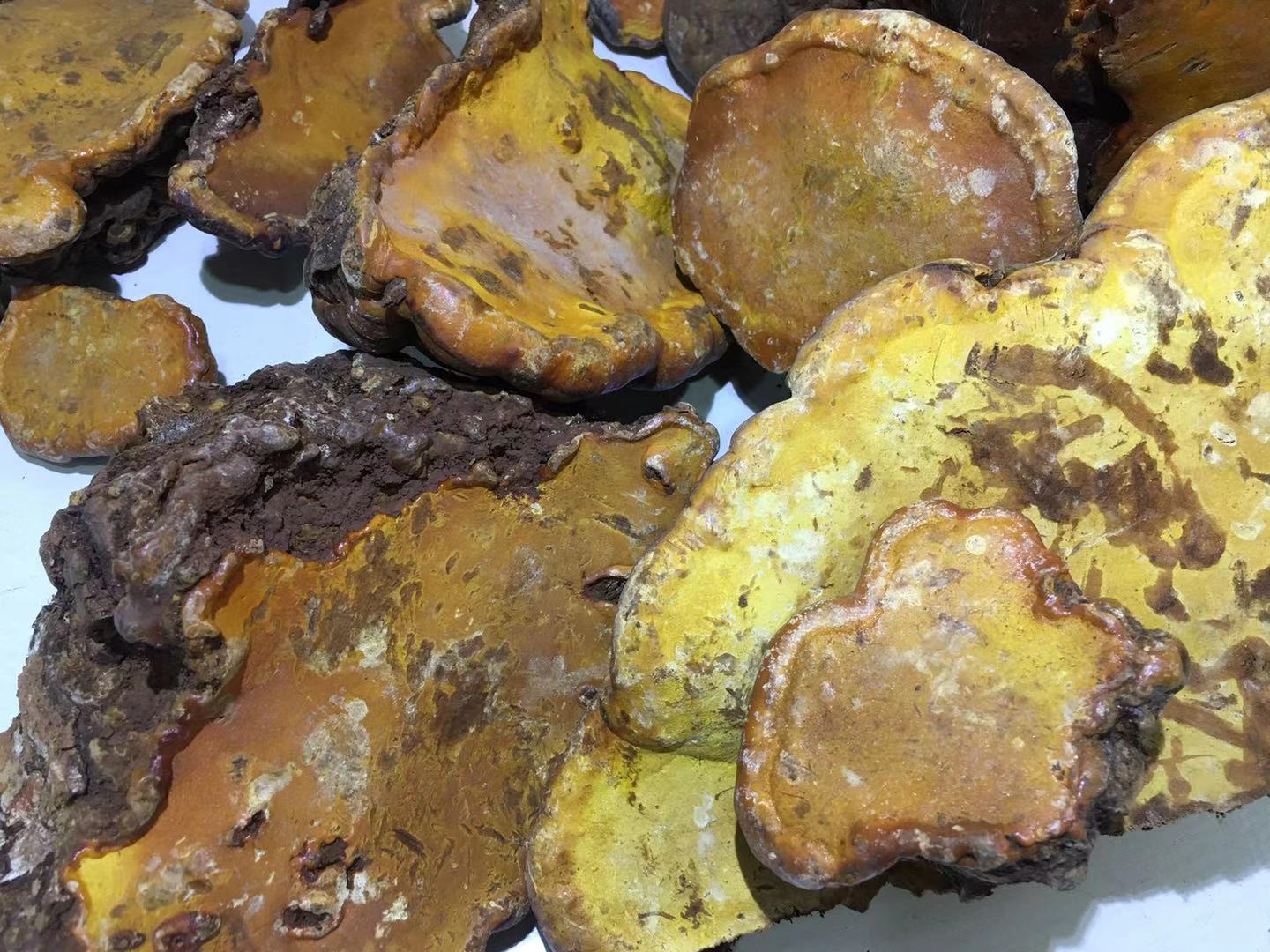 野生紅豆杉靈芝圖片