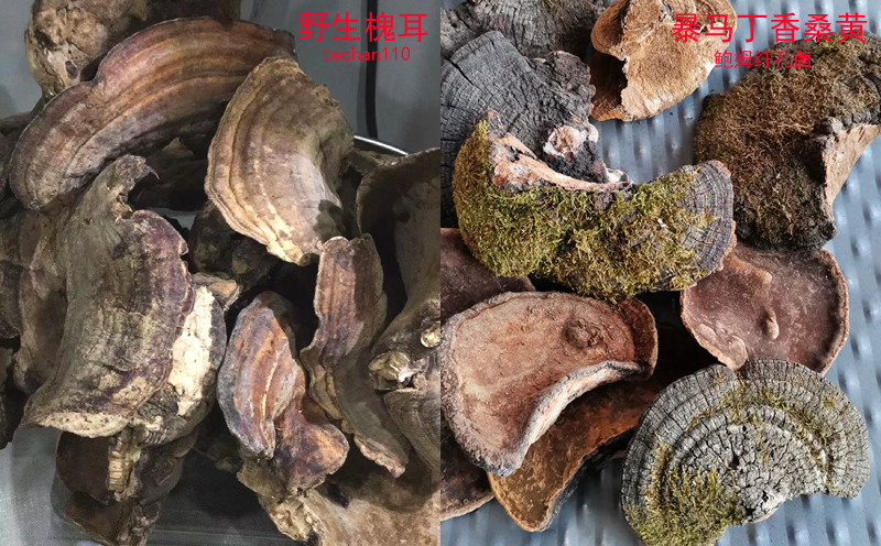 真假槐耳對比圖片