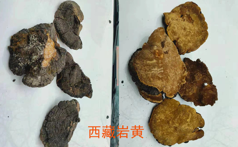 西藏巖桑黃圖片