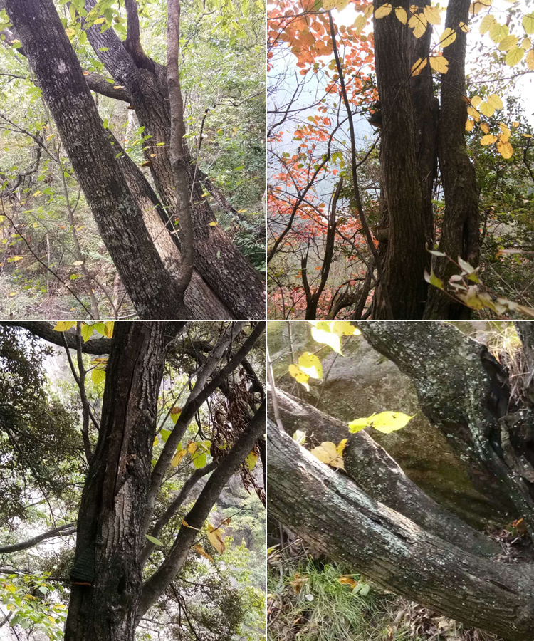 桑黃長在桑樹上的圖片