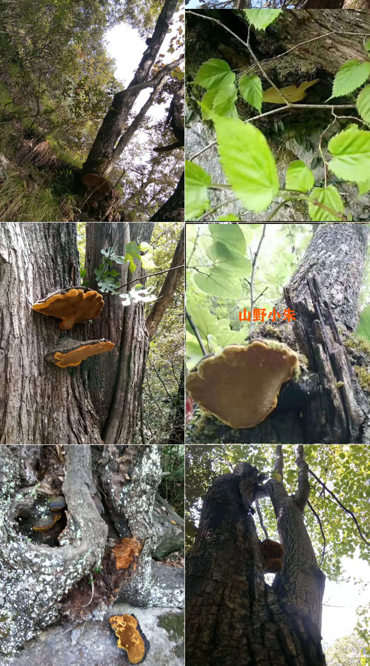 桑樹上的桑黃圖片