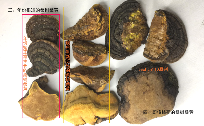 新生桑樹桑黃圖片 新生桑樹桑黃圖片