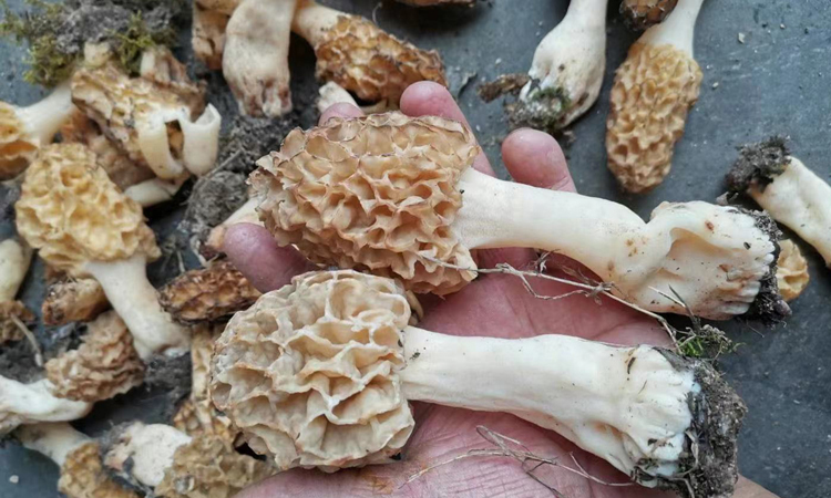 野生羊肚菌圖片2