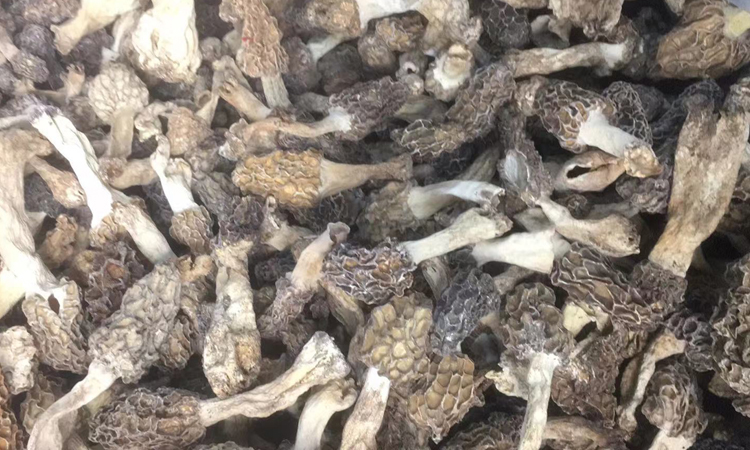 野生羊肚菌干品圖片