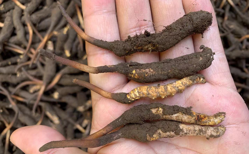 2021年新鮮蟲(chóng)草圖片 2021年新鮮蟲(chóng)草圖片