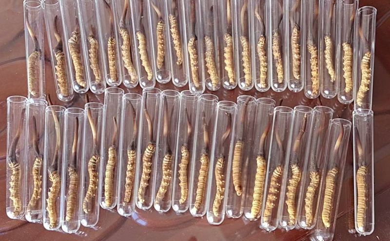 新鮮蟲(chóng)草試管裝圖片