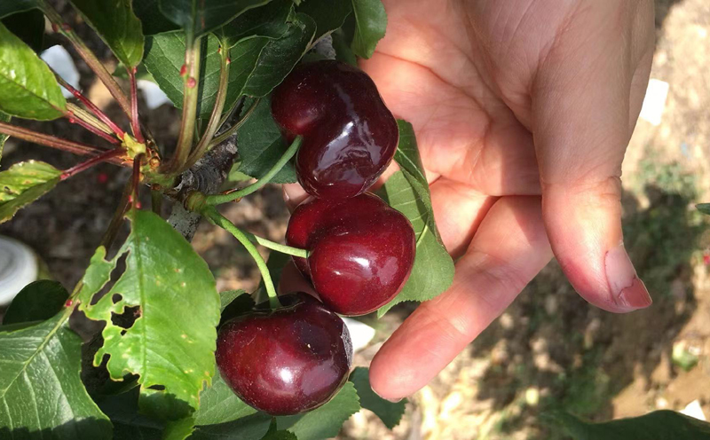 漢源車?yán)遄訄D片