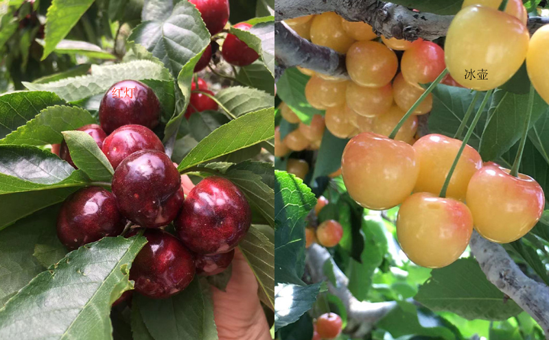 漢源車?yán)遄訄D片