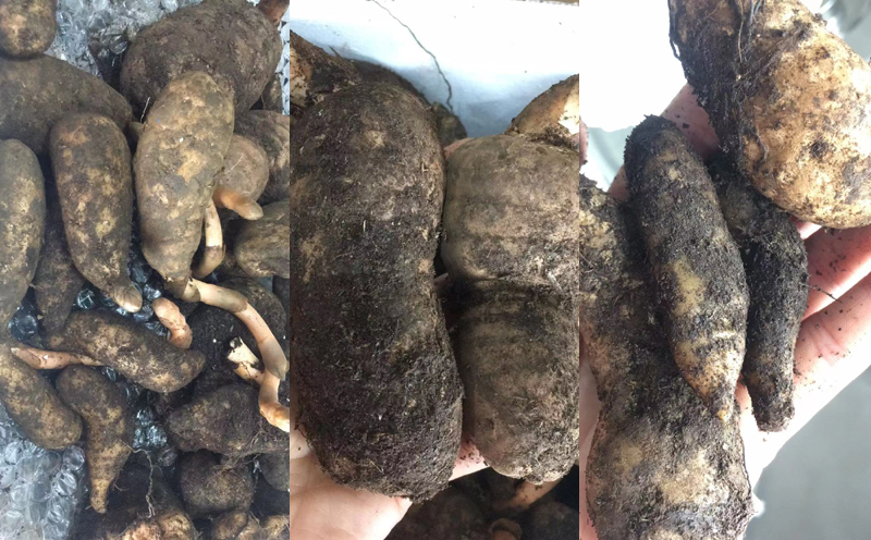 新鮮野生天麻圖片 新鮮野生天麻圖片